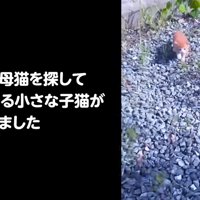 一人で鳴いている子猫