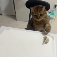 椅子に座り机の上の餃子に手を伸ばす猫