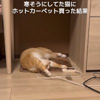 ホットカーペットの上で寝転がる猫（引き）