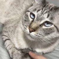見上げる猫と飼い主の指