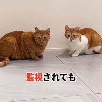 香箱座りをしている2匹の猫