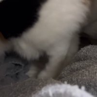 布団へ入るミケ