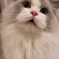 前を見て鳴く猫