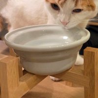 皿の水を飲む茶白猫