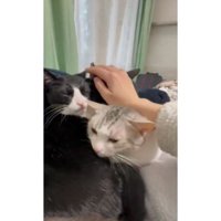 集まっている猫