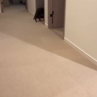 廊下を走る2匹の猫