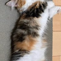 へそ天で寝る猫