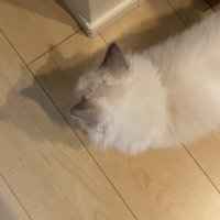 飼い主さんの足元にいる猫さん