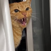 怒る猫