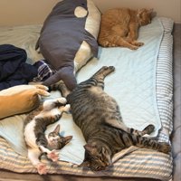 ベッドで寝る3匹の猫