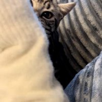 人の腕を噛んでいる猫