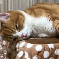 横になっている猫の目がほぼ閉じ掛かっている