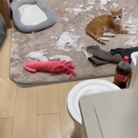 ティッシュが散らばったカーペットの上でくつろぐ茶白猫