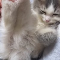 後ろ足を伸ばしている仰向けになった子猫