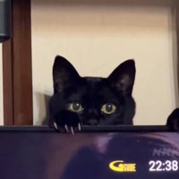 ジッと見つめる猫