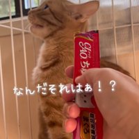 顔を背ける猫