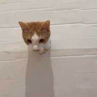 穴から顔を出す猫