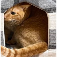 ねこベッドと猫