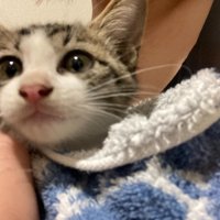 毛布にくるまった子猫