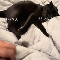 人の手を叩き落とす猫