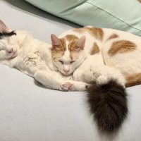 へそ天している猫のお腹に頭を乗せて寝る猫