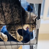 ケージの中で鳴く子猫