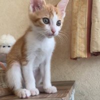 向こうを見つめる猫