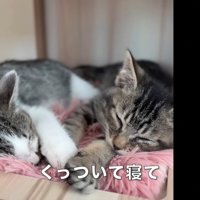 寝ている2匹の子猫