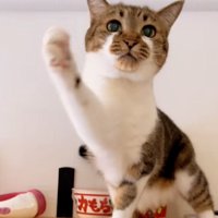 触りたい猫