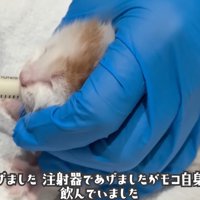 ミルクを飲む子猫
