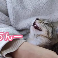 上を見て鳴く子猫