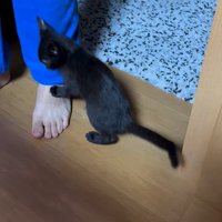 足にしがみつく子猫
