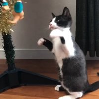 遠慮がちにクリスマスツリーのオーナメントにパンチする子猫