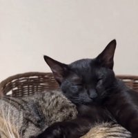 先住猫といっしょにくつろぐ子猫