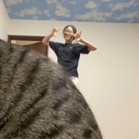 カメラの前に座る猫