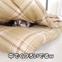 布団の中でくつろぐささみくん