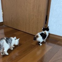 扉へ近づいて行く2匹