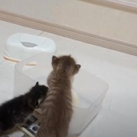 透明のケースに近寄る子猫2匹