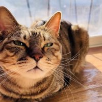 日向ぼっこするキジトラ猫