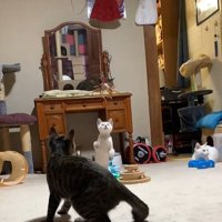 座りながら上を向く二匹の猫