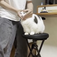 こねられる猫の写真3