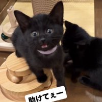 投稿者を見て短く鳴き声を出すピンクの首輪を着けた子猫