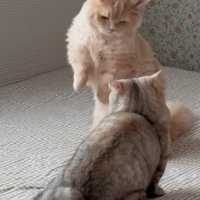 手前の猫はしゃがみ、奥の手のはたったまま睨み合う