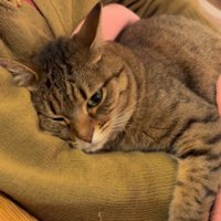 ひざの上にいる猫