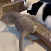 白黒猫に払いのけられ吹っ飛ぶ子猫