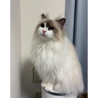 室内にいる猫
