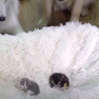 子猫たちと初対面