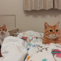 布団の上で香箱座りする猫とそばにすわる猫