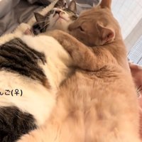 幸せそうな2匹の猫