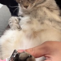 爪切りを見ている猫